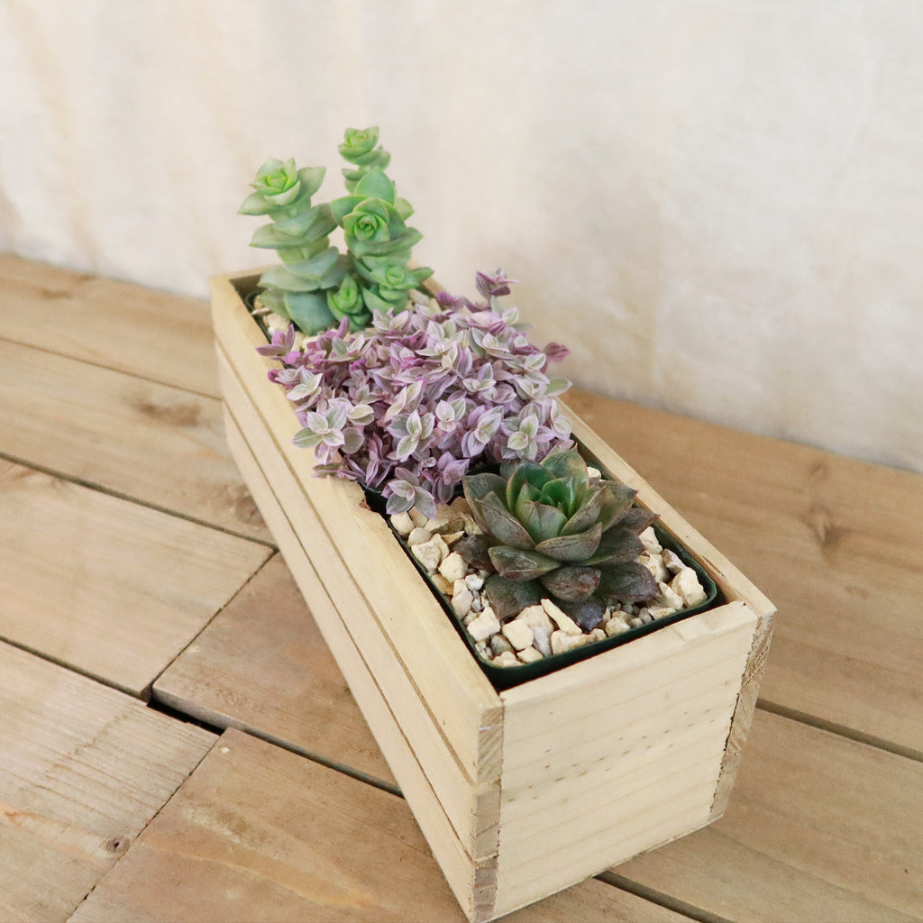 Gift Rustic Wood Crate w/ Cactus or Succulents