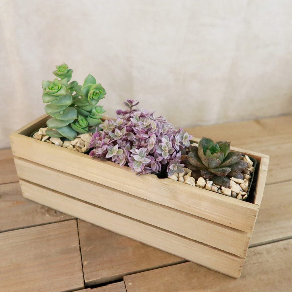 Gift Rustic Wood Crate w/ Cactus or Succulents
