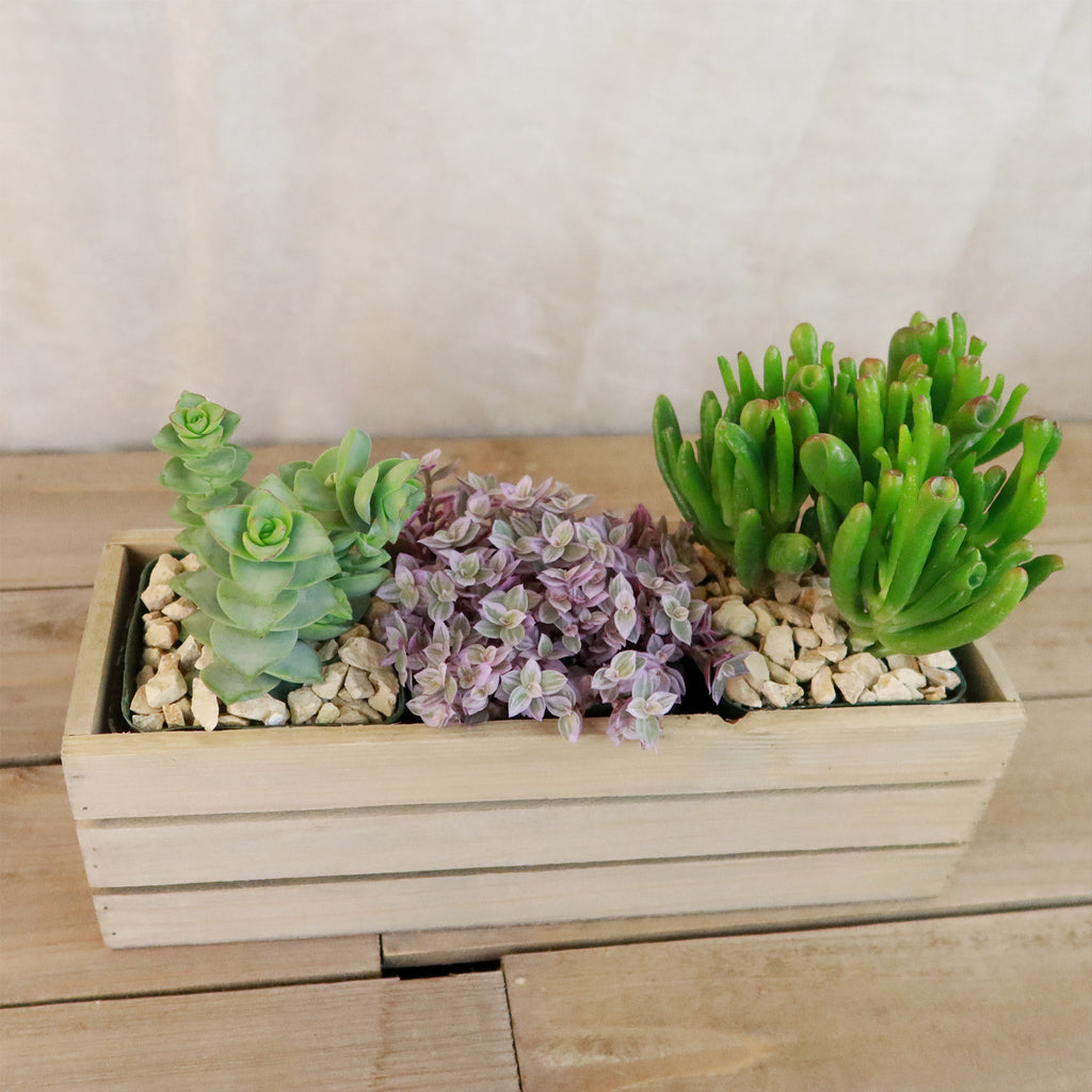 Gift Rustic Wood Crate w/ Cactus or Succulents