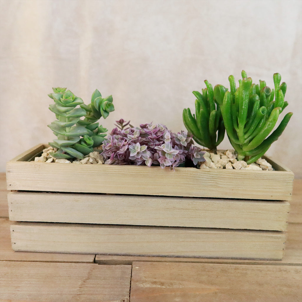 Gift Rustic Wood Crate w/ Cactus or Succulents