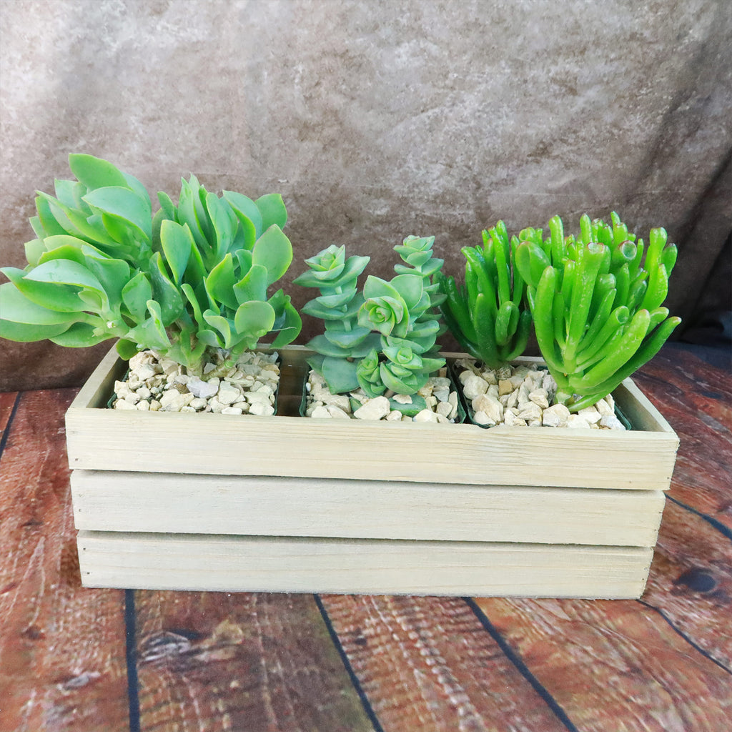 Gift Rustic Wood Crate w/ Cactus or Succulents