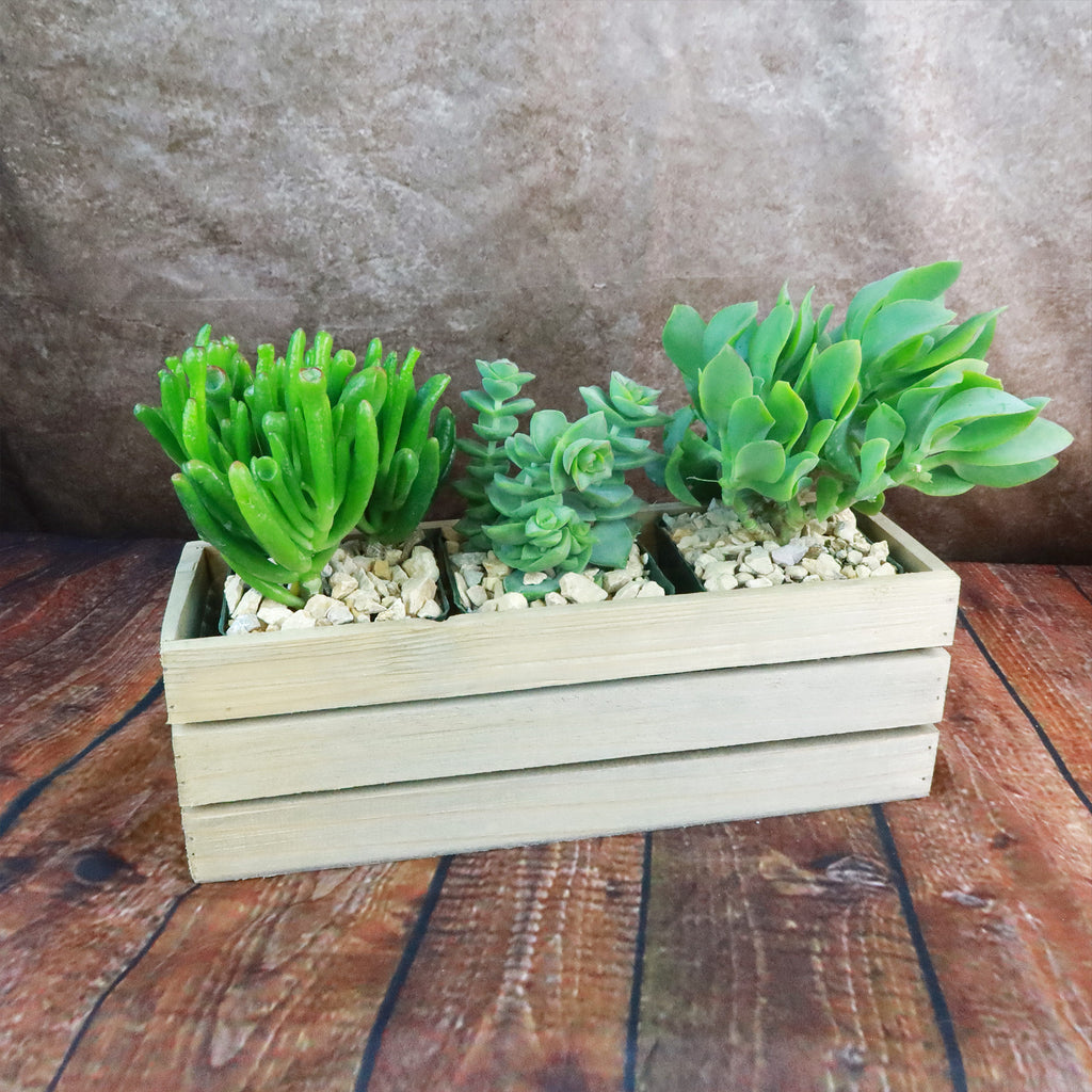 Gift Rustic Wood Crate w/ Cactus or Succulents