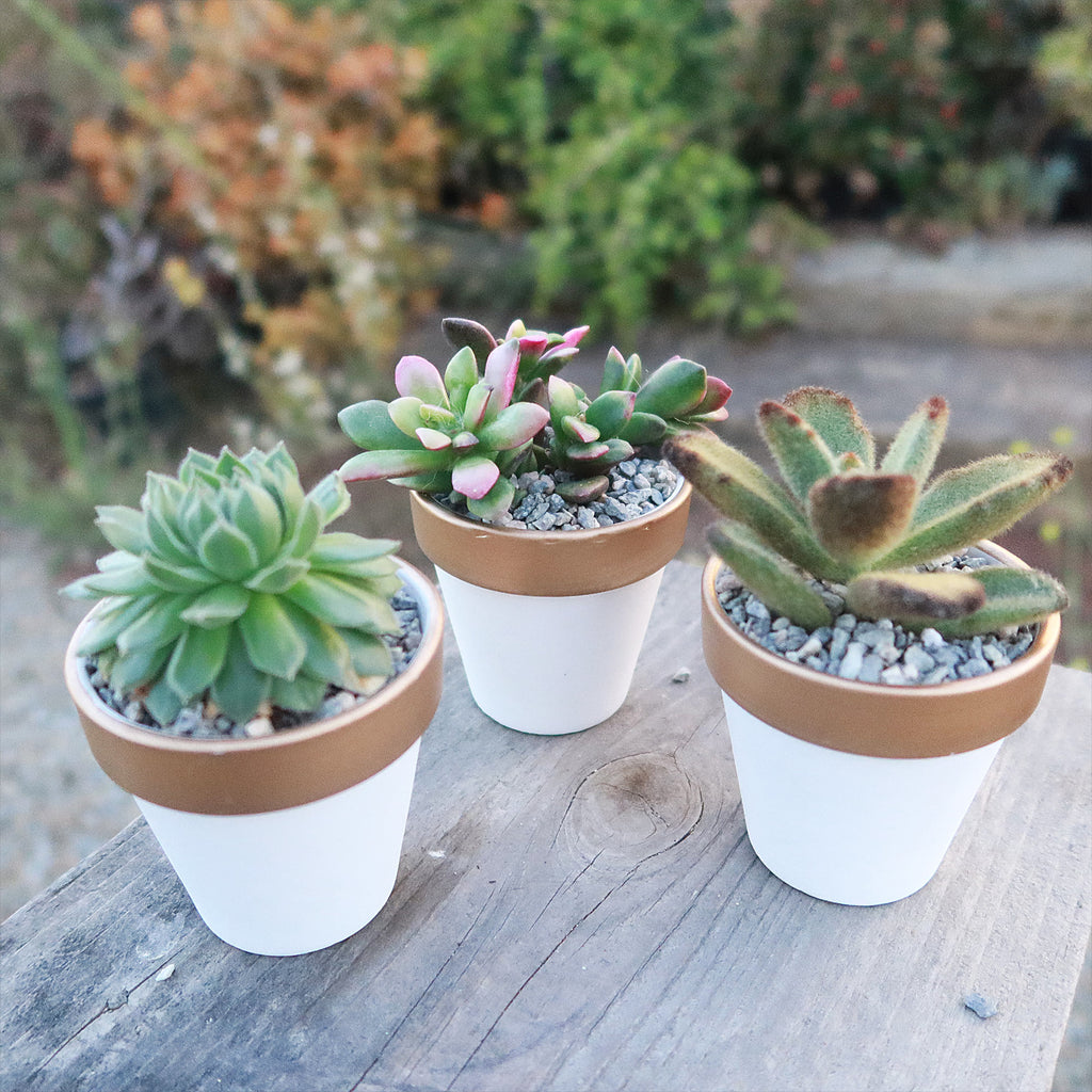 Gift Set of 3 -2" White Ceramic Pots W/ Gold Rim - Cactus or Succulents