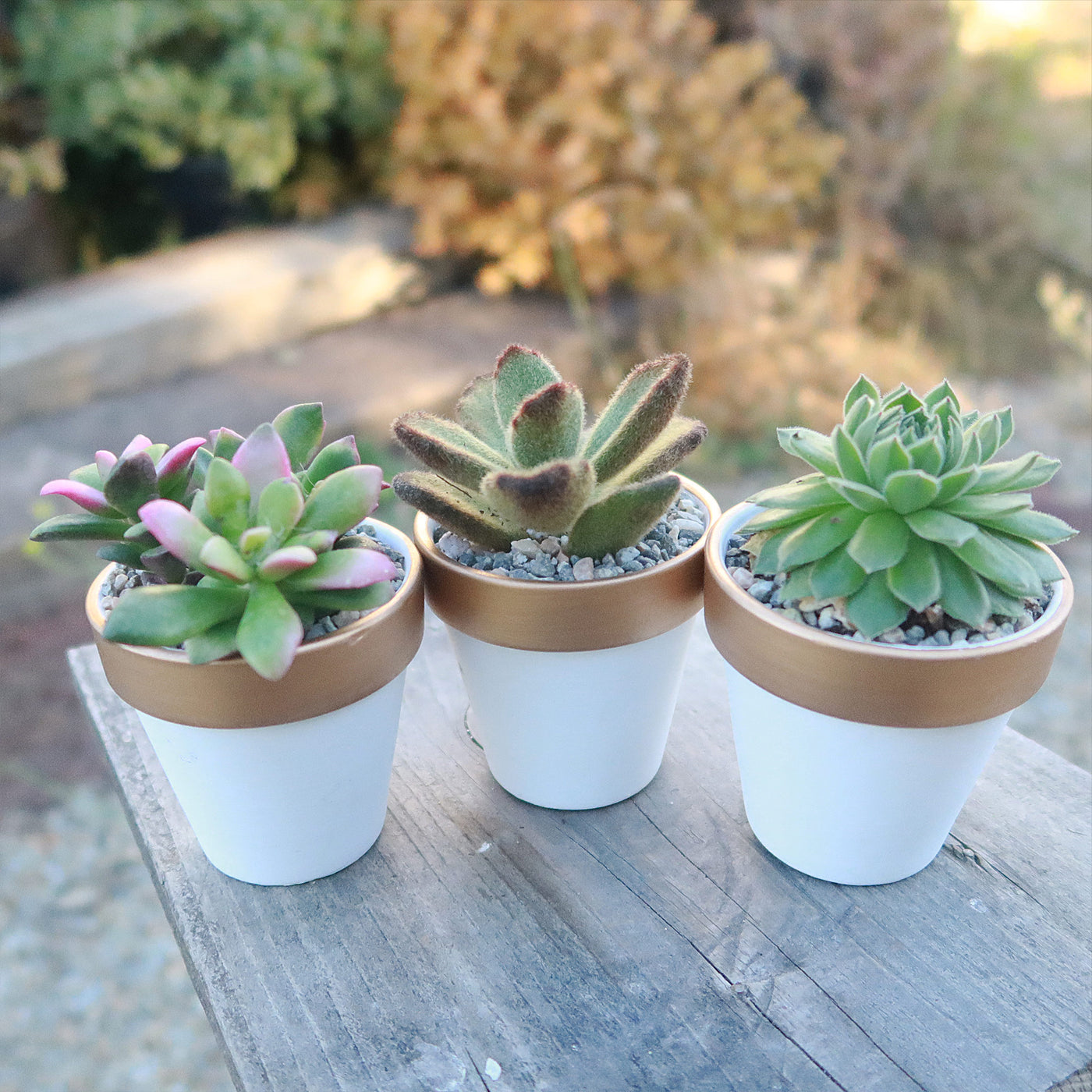 set of white plant pots Gift Set of 3 -2" White Ceramic Pots W/ Gold Rim
