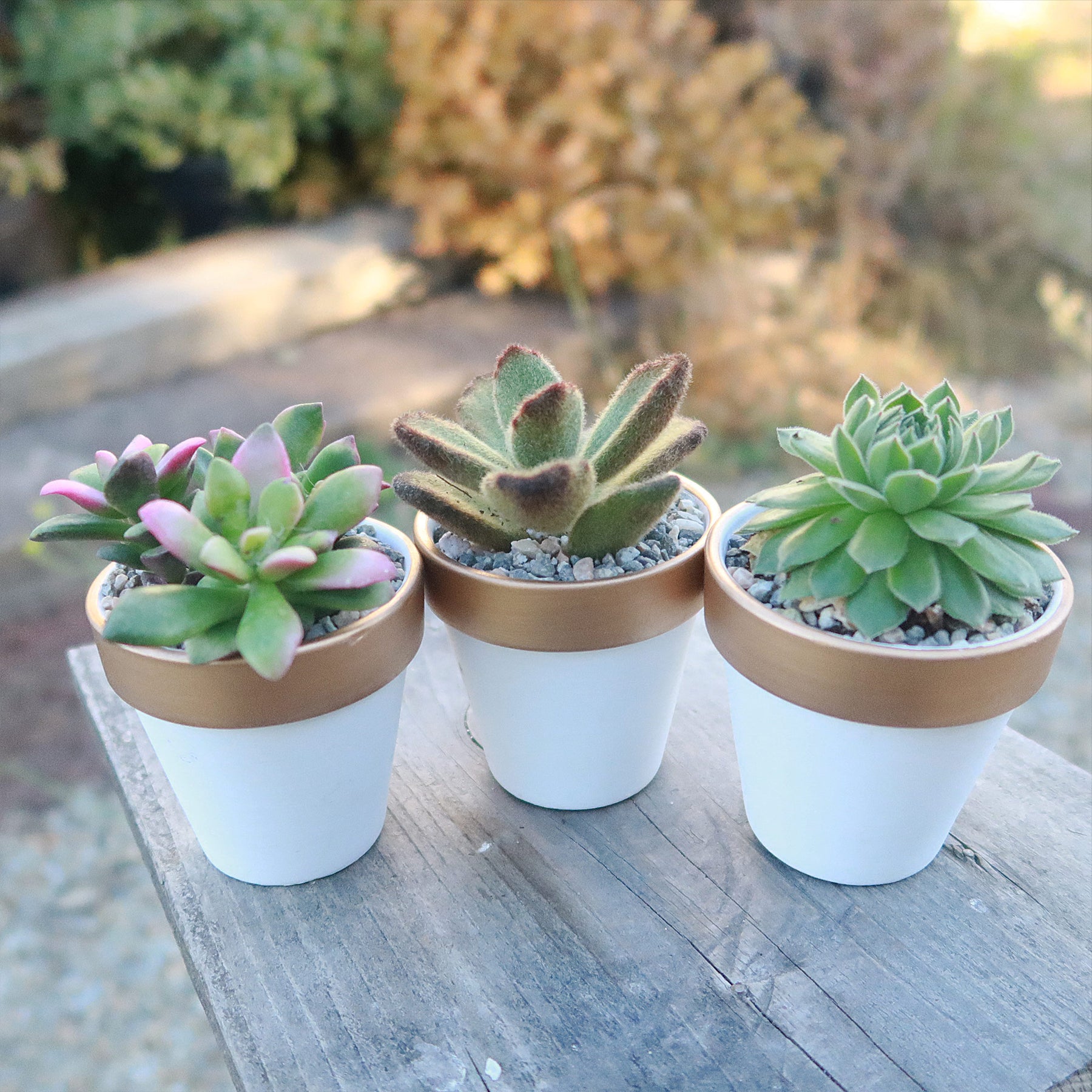 succulent in gold pot Gift Set of 3 -2" White Ceramic Pots W/ Gold Rim