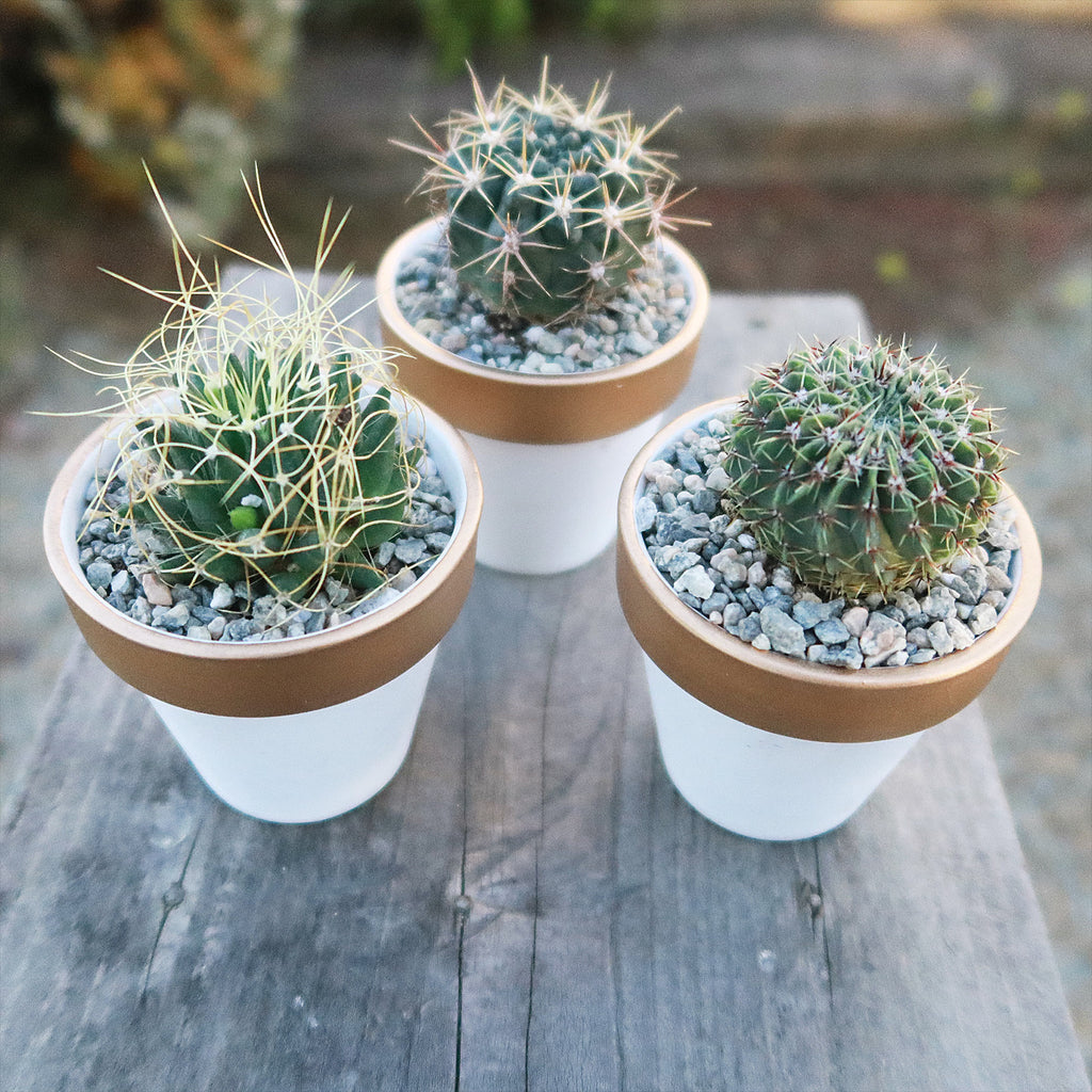 Gift Set of 3 -2" White Ceramic Pots W/ Gold Rim - Cactus or Succulents