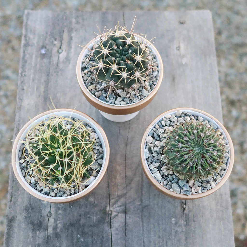 Gift Set of 3 -2" White Ceramic Pots W/ Gold Rim - Cactus or Succulents