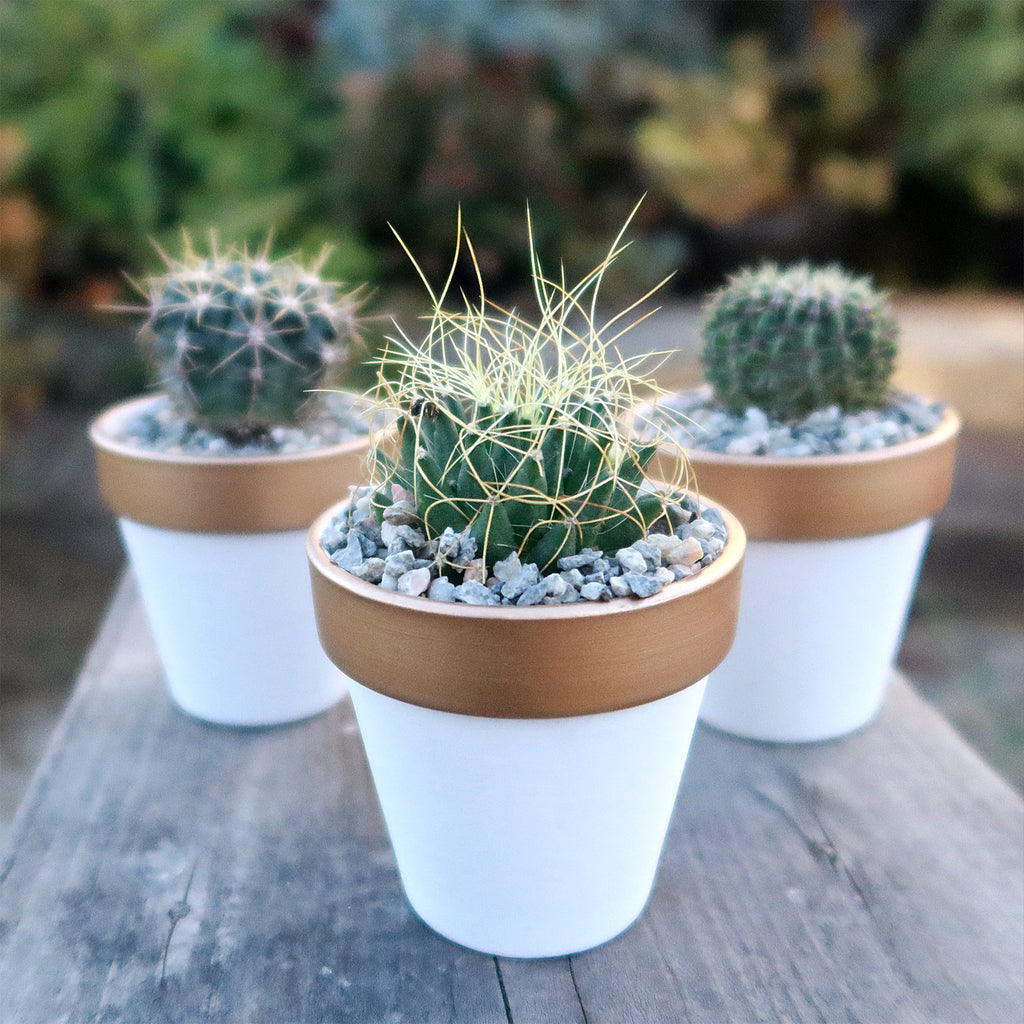 Gift Set of 3 -2" White Ceramic Pots W/ Gold Rim - Cactus or Succulents