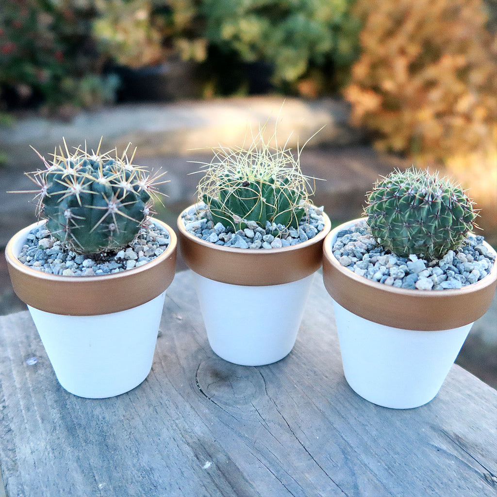 Gift Set of 3 -2" White Ceramic Pots W/ Gold Rim - Cactus or Succulents