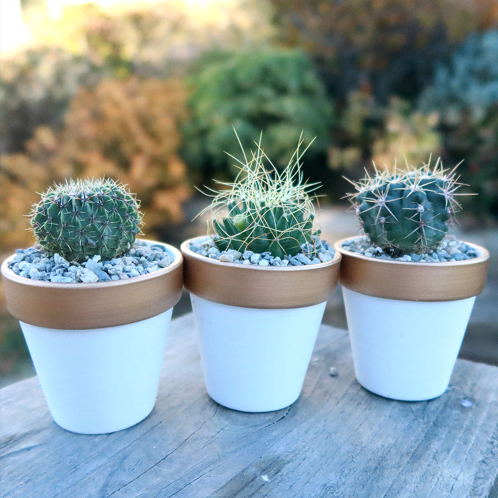 Gift Set of 3 -2" White Ceramic Pots W/ Gold Rim - Cactus or Succulents
