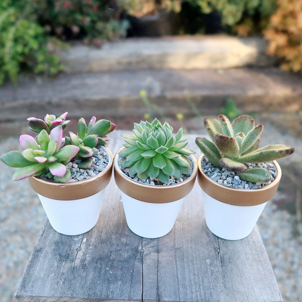 Gift Set of 3 -2" White Ceramic Pots W/ Gold Rim - Cactus or Succulents