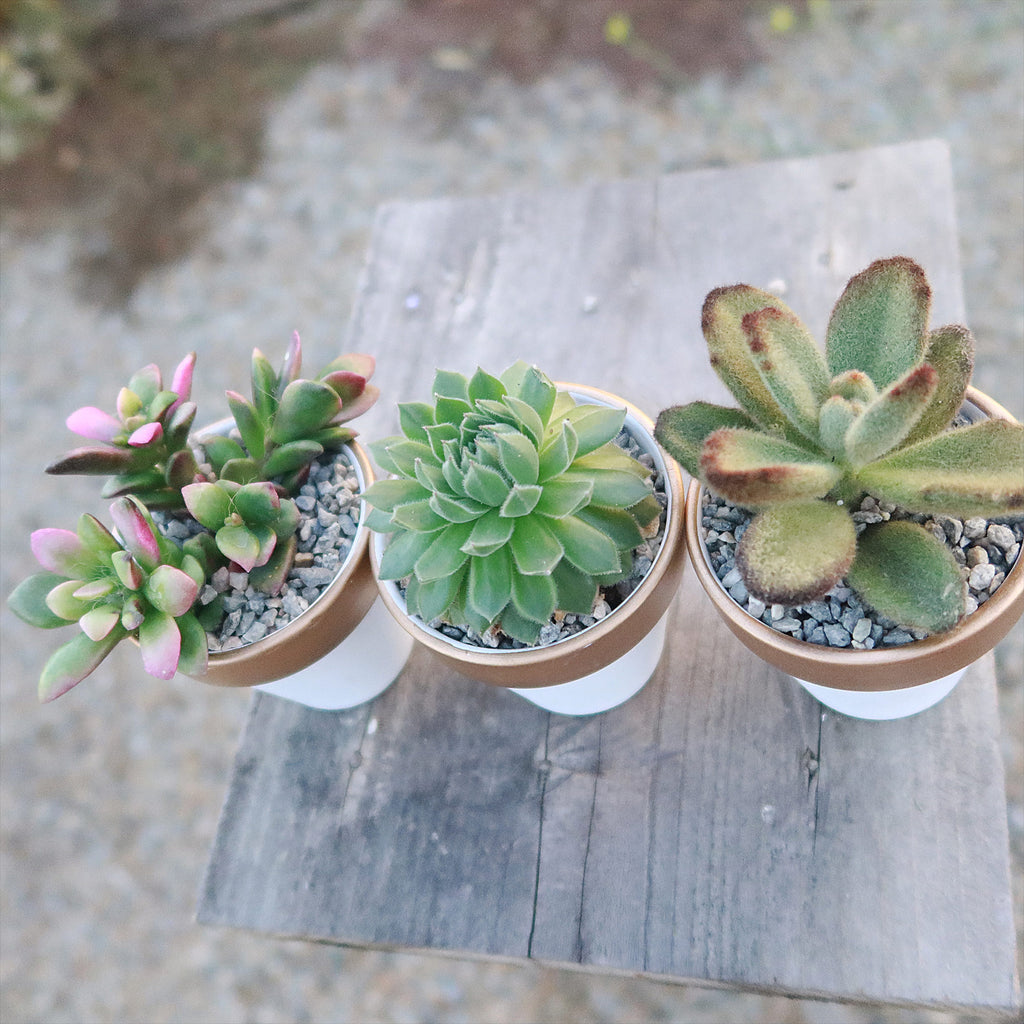Gift Set of 3 -2" White Ceramic Pots W/ Gold Rim - Cactus or Succulents
