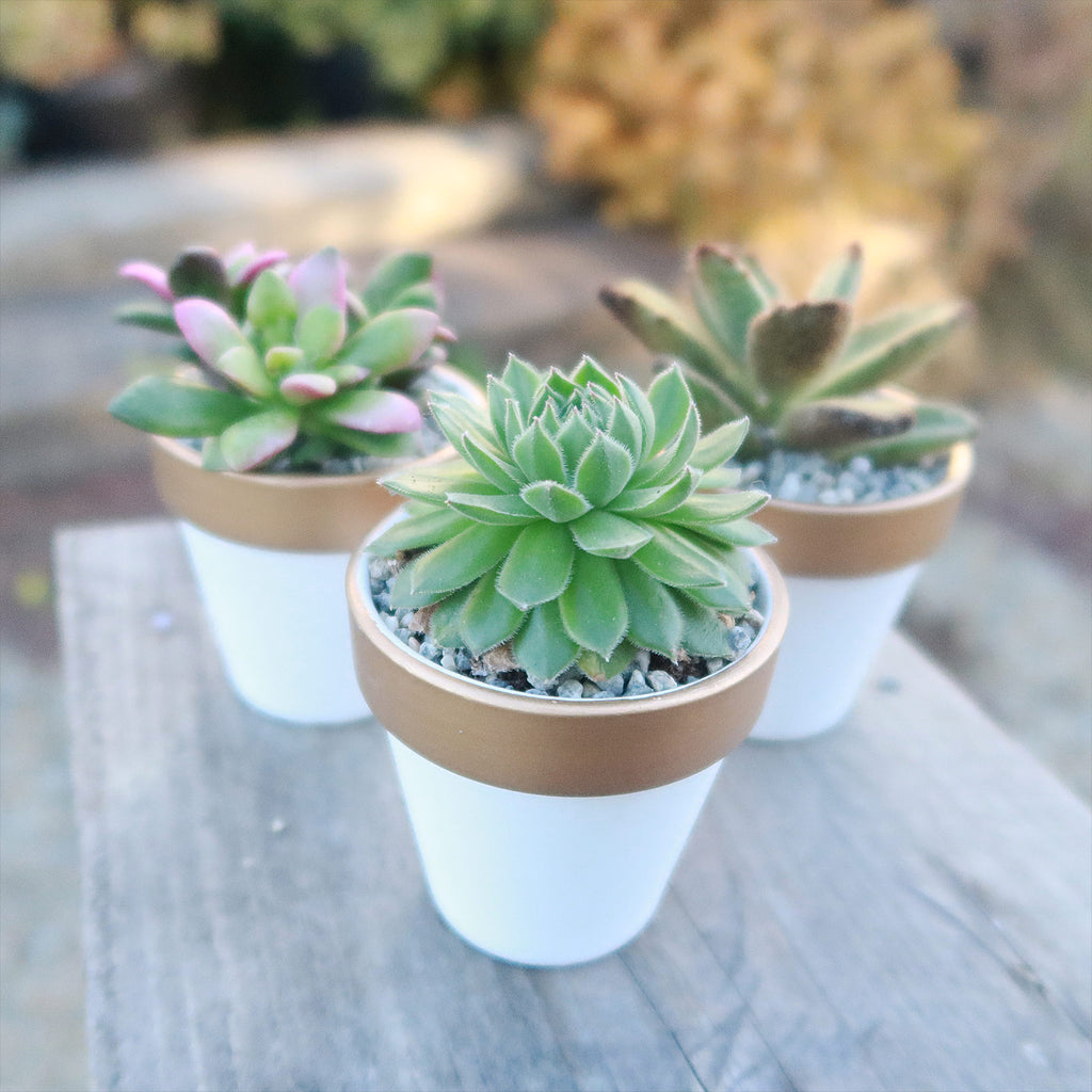 Gift Set of 3 -2" White Ceramic Pots W/ Gold Rim - Cactus or Succulents