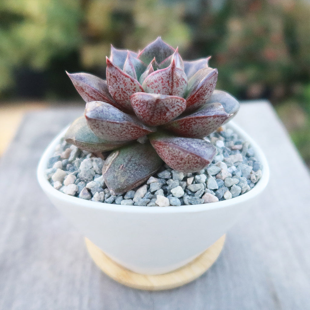 Gift Small Ceramic Succulent Pot with Drainage and Bamboo Tray- With Cactus or Succulent