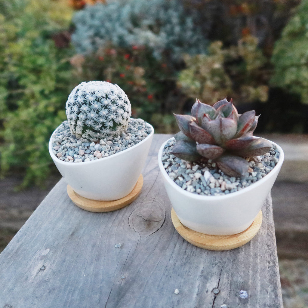 Gift Small Ceramic Succulent Pot with Drainage and Bamboo Tray- With Cactus or Succulent