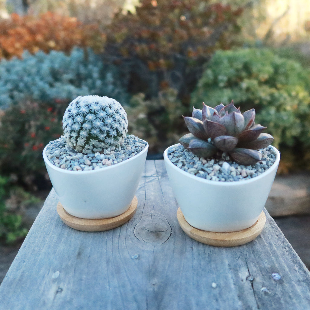 Gift Small Ceramic Succulent Pot with Drainage and Bamboo Tray- With Cactus or Succulent