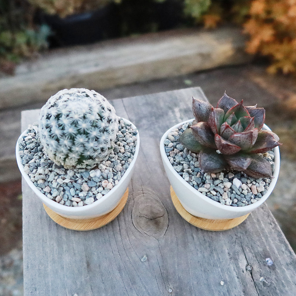 Gift Small Ceramic Succulent Pot with Drainage and Bamboo Tray- With Cactus or Succulent