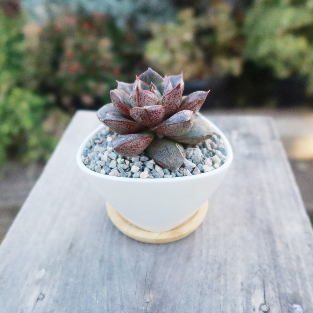 Gift Small Ceramic Succulent Pot with Drainage and Bamboo Tray- With Cactus or Succulent