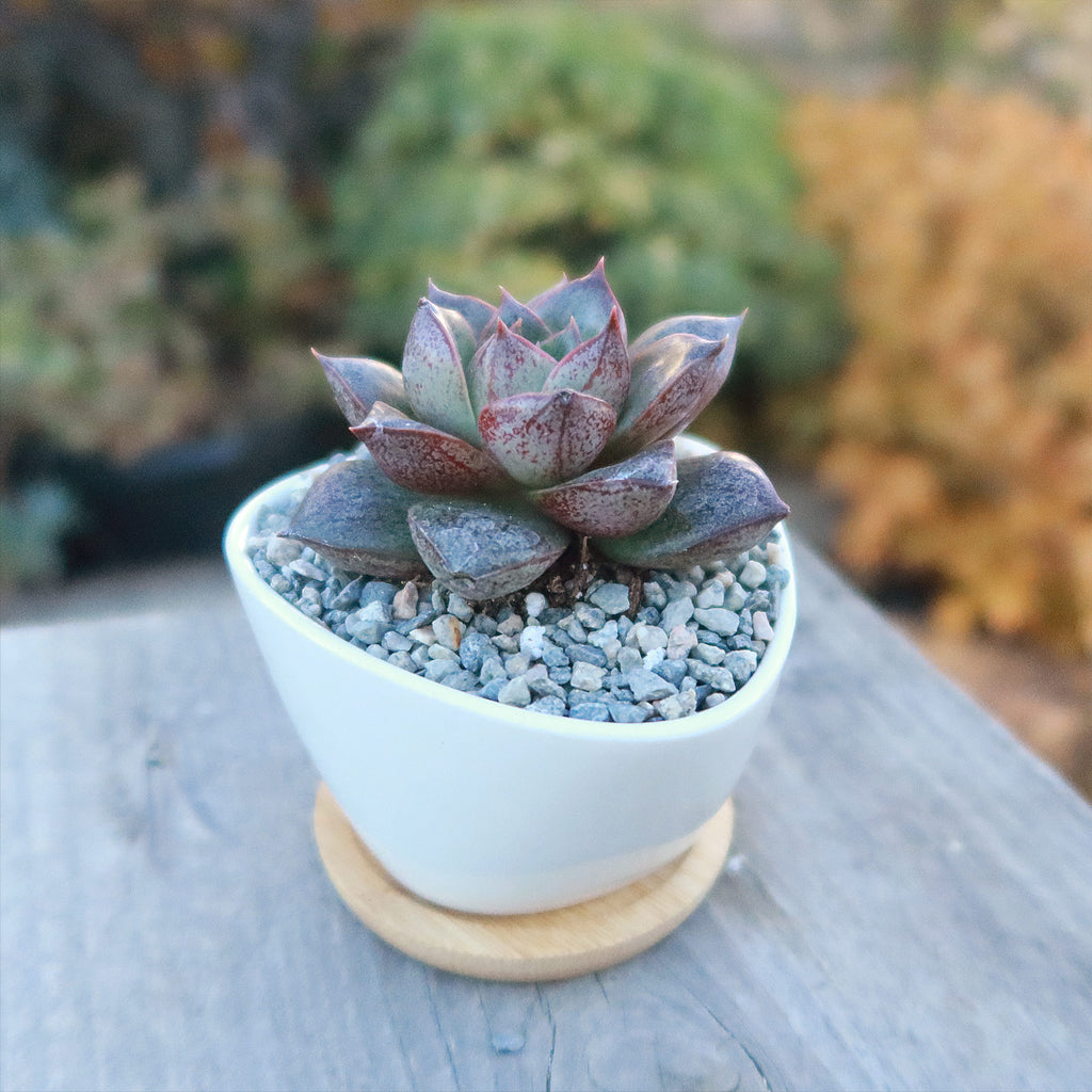 Gift Small Ceramic Succulent Pot with Drainage and Bamboo Tray- With Cactus or Succulent