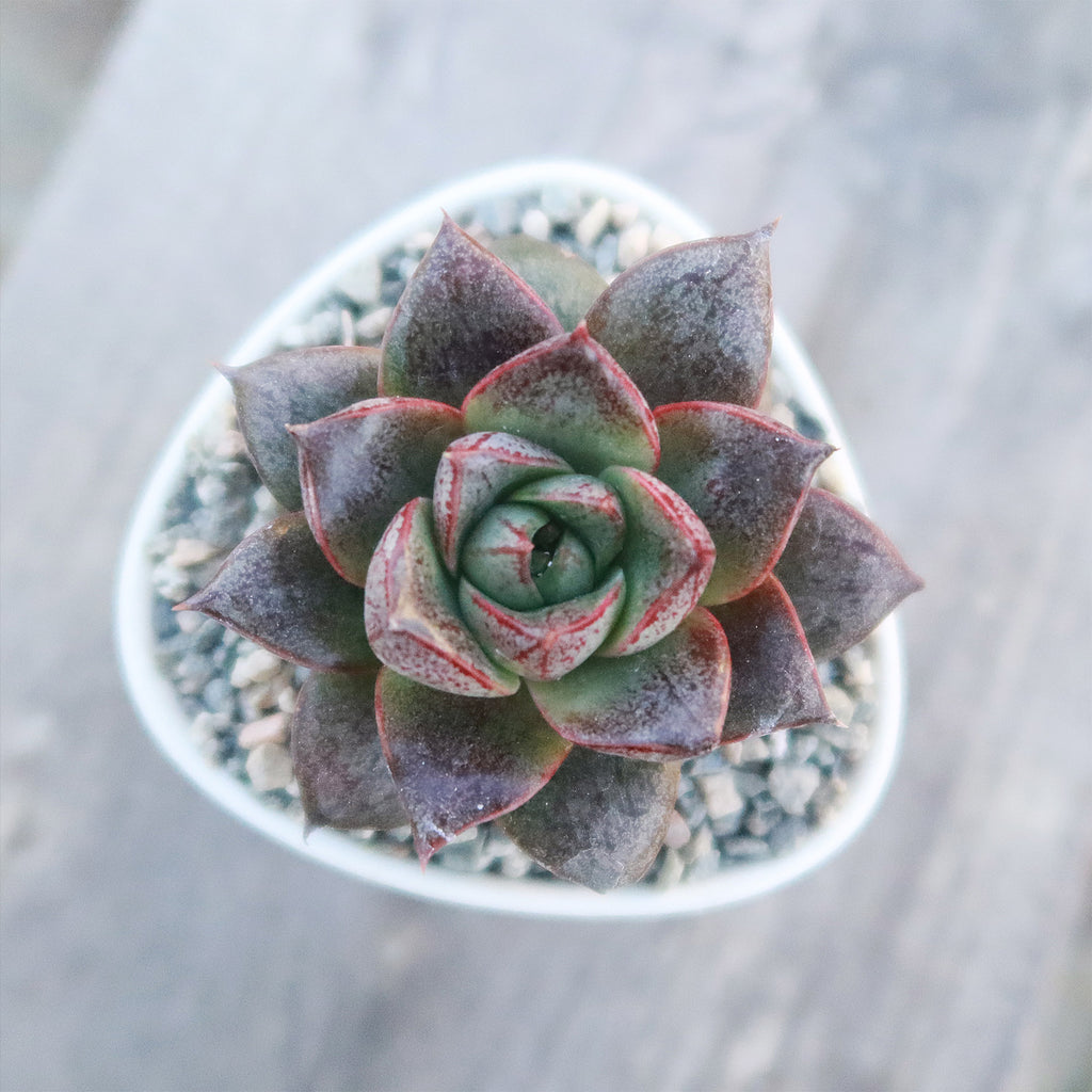 Gift Small Ceramic Succulent Pot with Drainage and Bamboo Tray- With Cactus or Succulent
