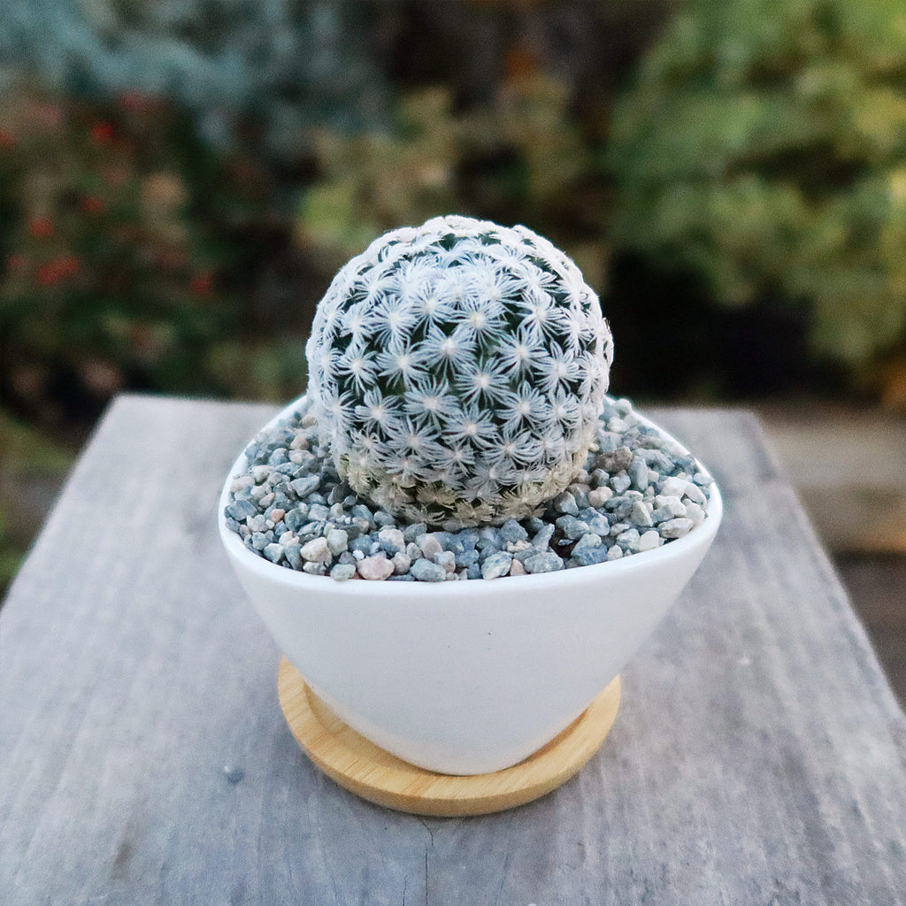 Gift Small Ceramic Succulent Pot with Drainage and Bamboo Tray- With Cactus or Succulent