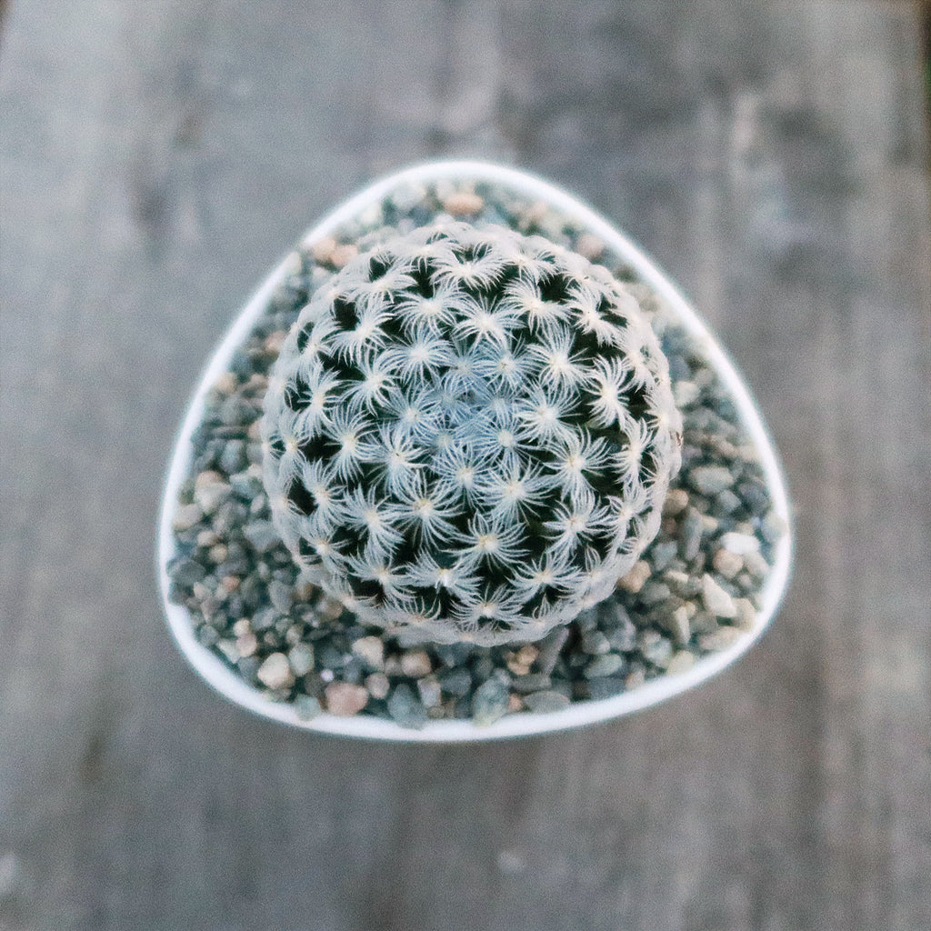 Gift Small Ceramic Succulent Pot with Drainage and Bamboo Tray- With Cactus or Succulent