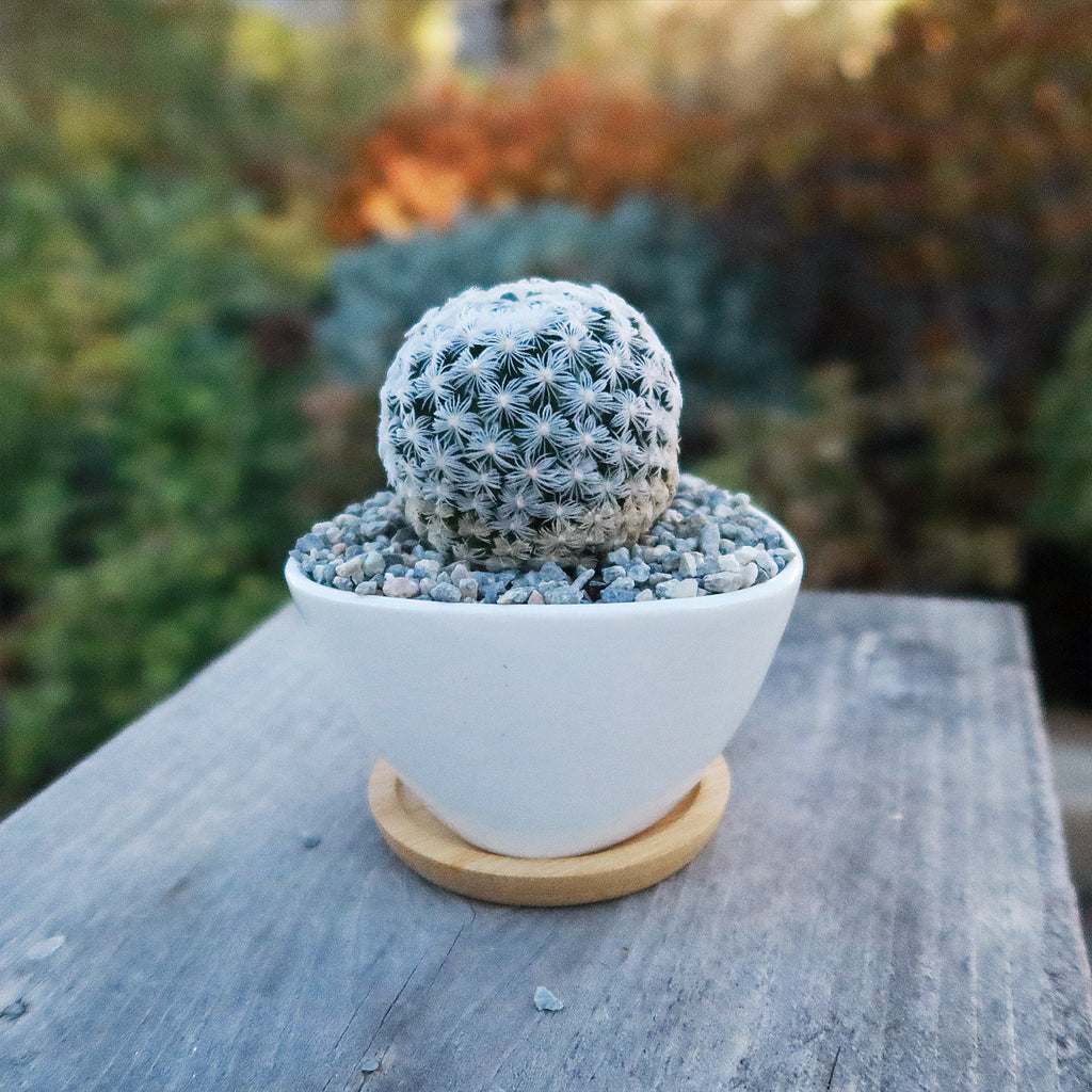 Gift Small Ceramic Succulent Pot with Drainage and Bamboo Tray- With Cactus or Succulent
