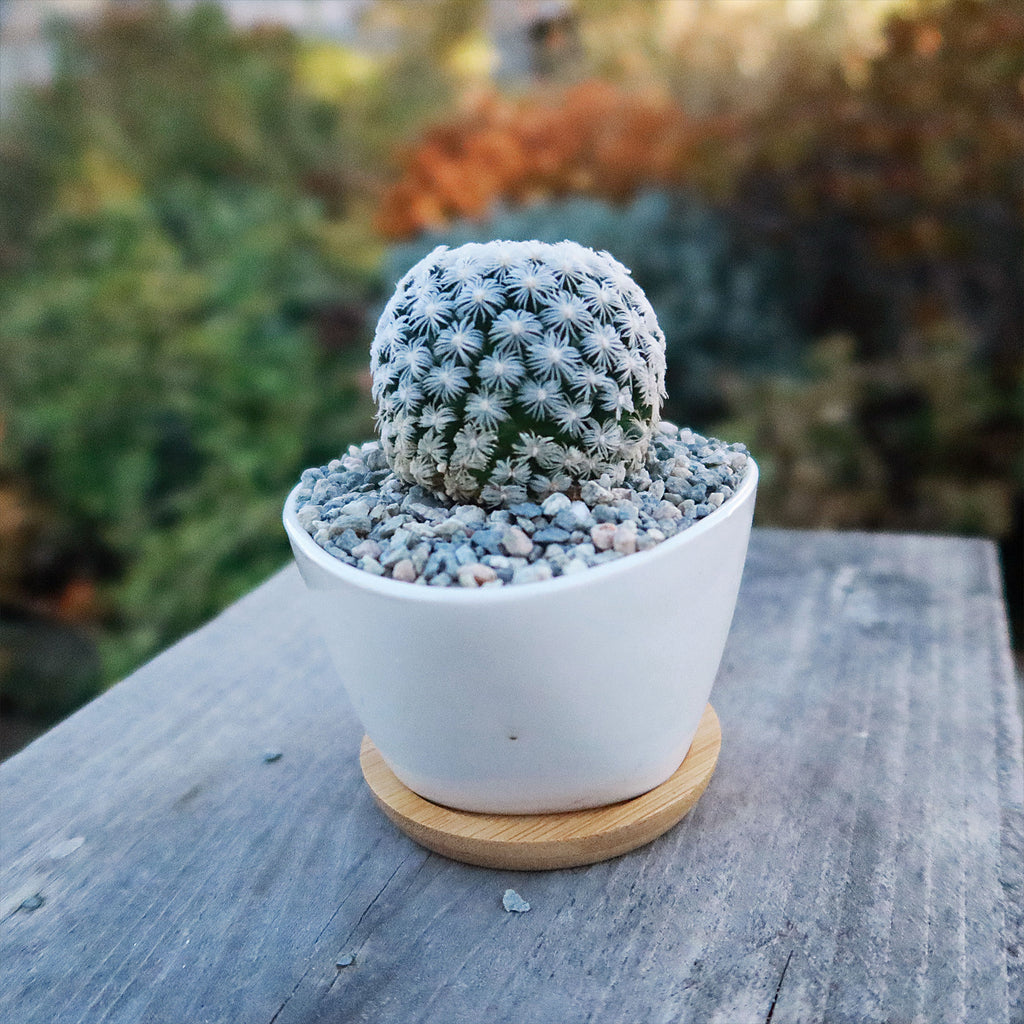 Gift Small Ceramic Succulent Pot with Drainage and Bamboo Tray- With Cactus or Succulent