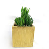 Gift Square Pot w/ Cactus or Succulent