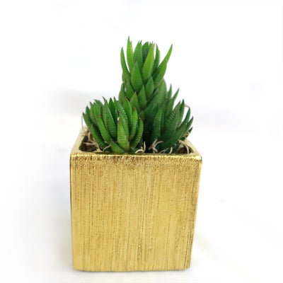 Gift Square Pot w/ Cactus or Succulent