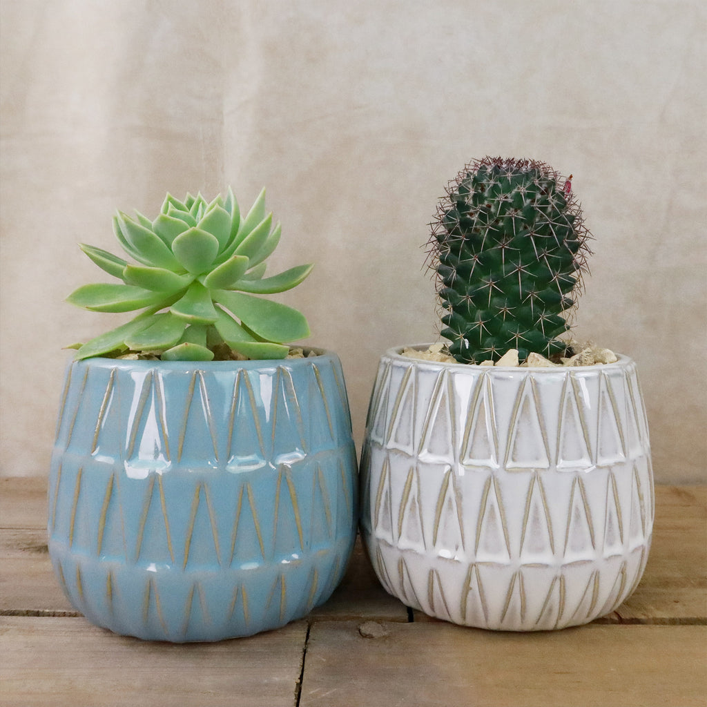Gift Triangular Print Reactive Glazed Pot w/ Cactus or Succulent
