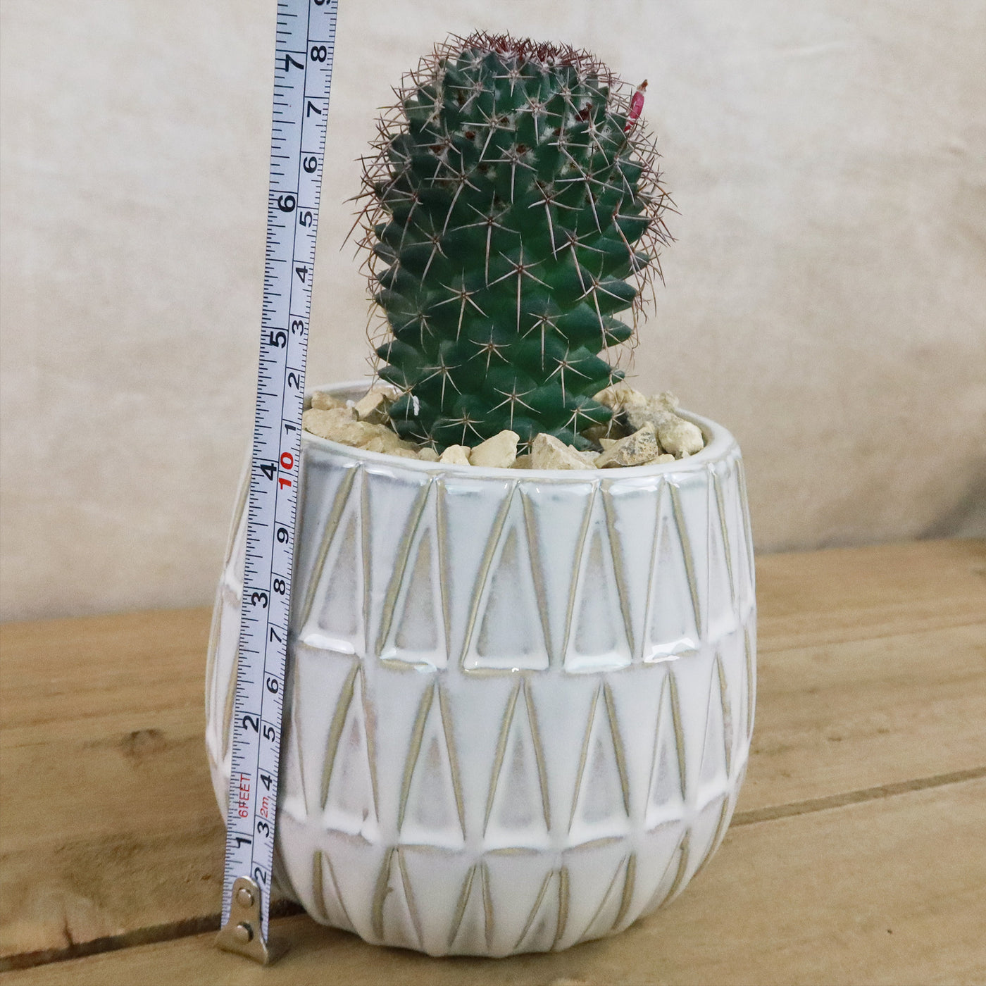triangular plant pots Gift Triangular Print Reactive Glazed Pot w/ Cactus or Succulent 4.5" Light Blue w/ Succulent