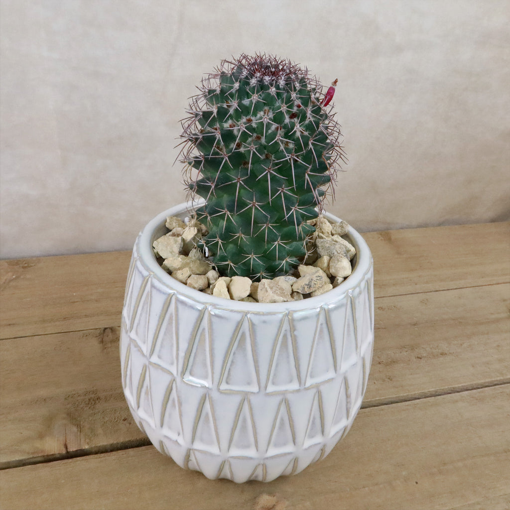 Gift Triangular Print Reactive Glazed Pot w/ Cactus or Succulent