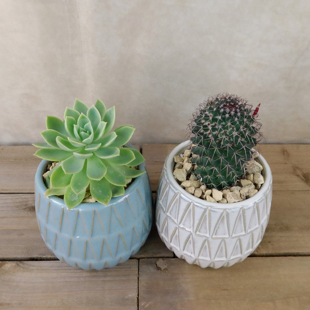 Gift Triangular Print Reactive Glazed Pot w/ Cactus or Succulent