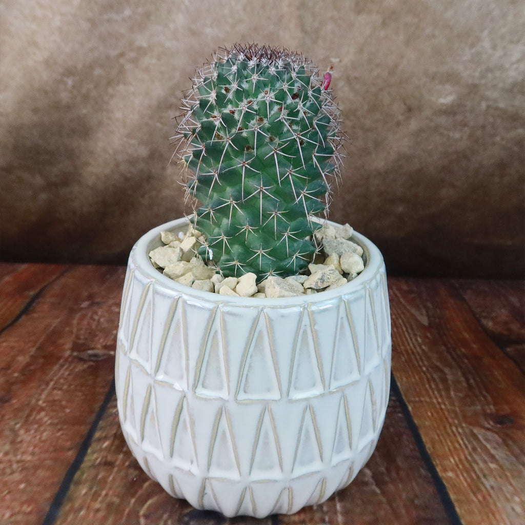 Gift Triangular Print Reactive Glazed Pot w/ Cactus or Succulent
