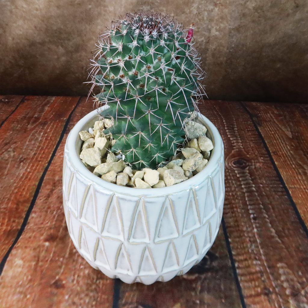 Gift Triangular Print Reactive Glazed Pot w/ Cactus or Succulent