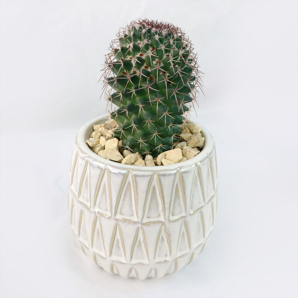 Gift Triangular Print Reactive Glazed Pot w/ Cactus or Succulent