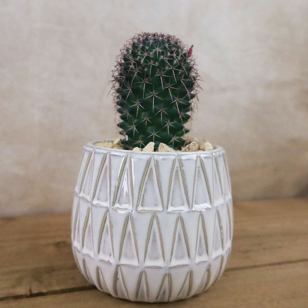 Gift Triangular Print Reactive Glazed Pot w/ Cactus or Succulent