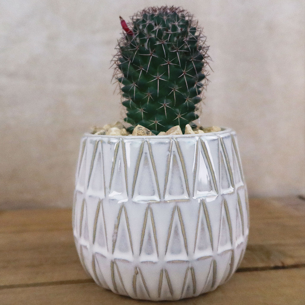 Gift Triangular Print Reactive Glazed Pot w/ Cactus or Succulent