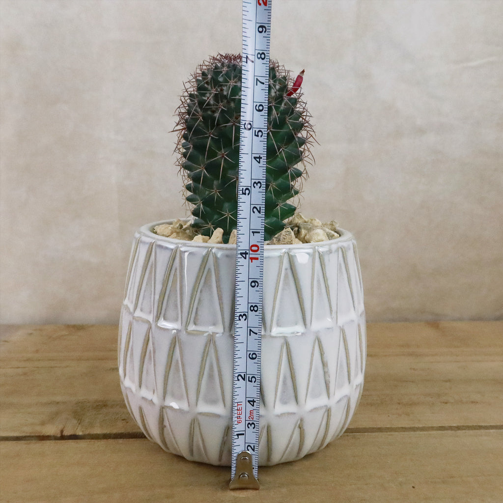 Gift Triangular Print Reactive Glazed Pot w/ Cactus or Succulent