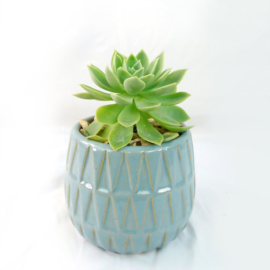Gift Triangular Print Reactive Glazed Pot w/ Cactus or Succulent