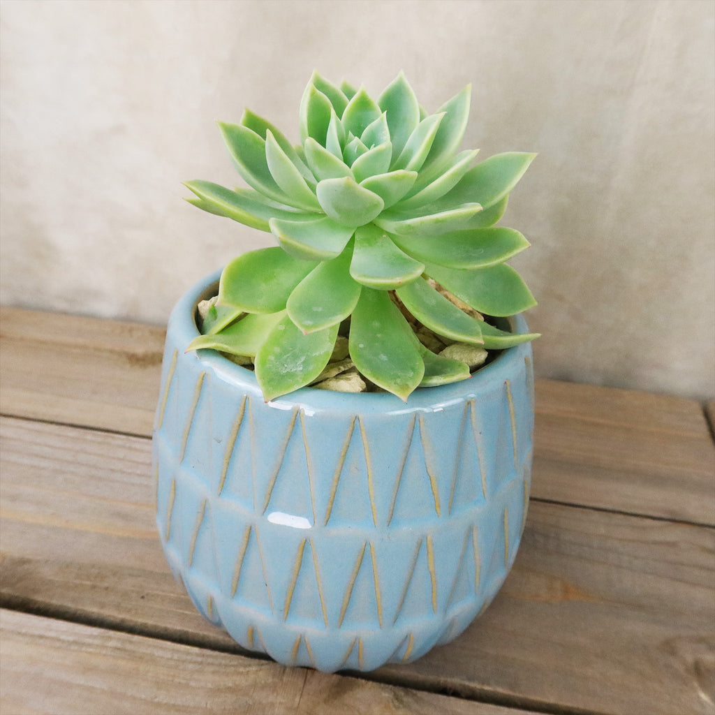 Gift Triangular Print Reactive Glazed Pot w/ Cactus or Succulent