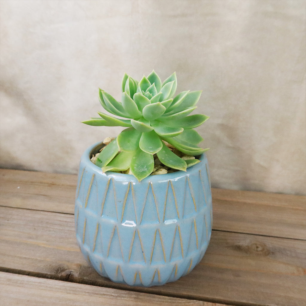 Gift Triangular Print Reactive Glazed Pot w/ Cactus or Succulent