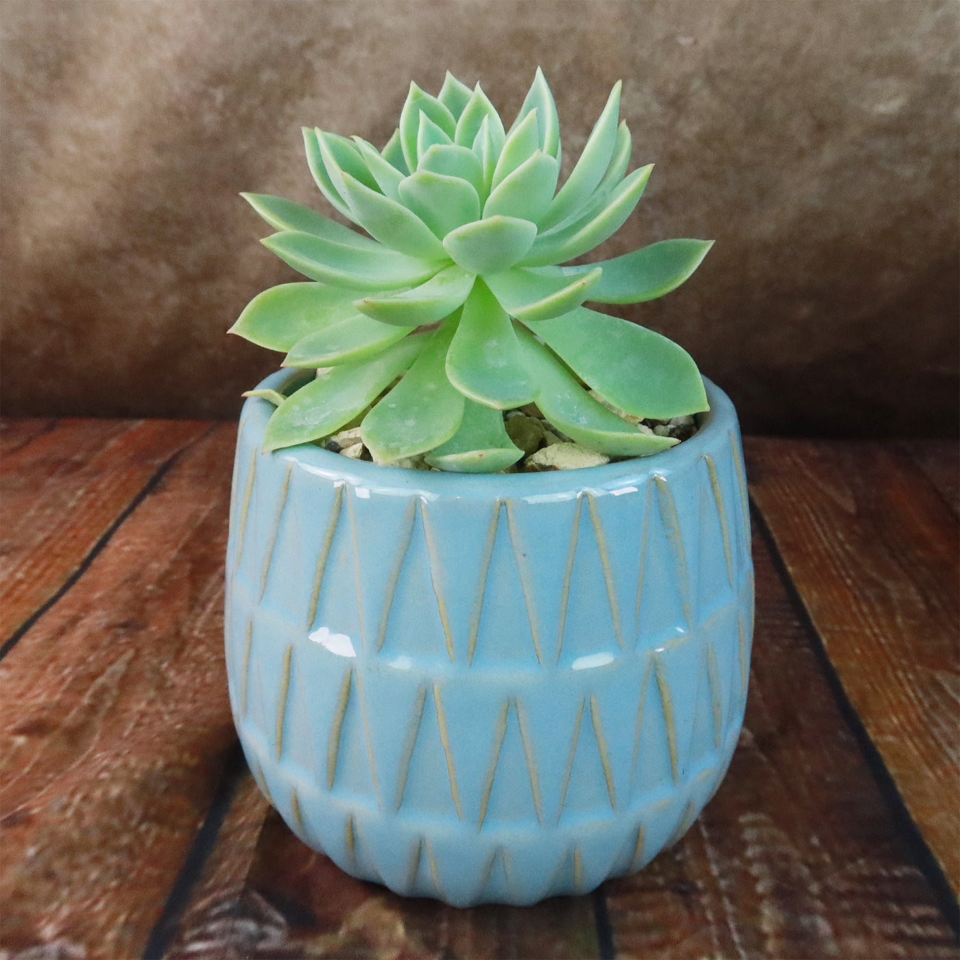 triangular plant pots Gift Triangular Print Reactive Glazed Pot w/ Cactus or Succulent 4.5" Cream w/ Succulent
