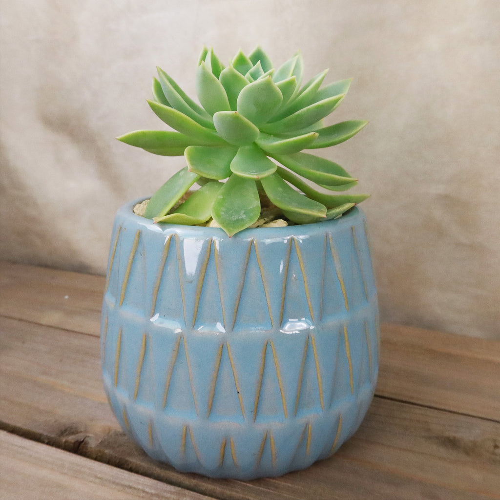 Gift Triangular Print Reactive Glazed Pot w/ Cactus or Succulent