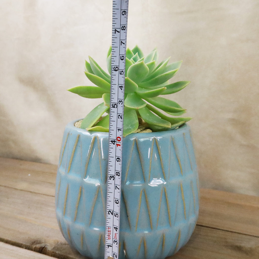 Gift Triangular Print Reactive Glazed Pot w/ Cactus or Succulent