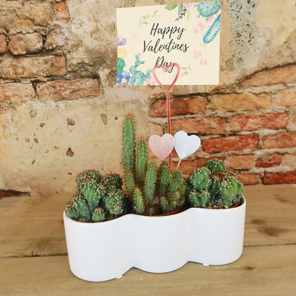 3 Cereus Plants in Triple Ceramic Planter