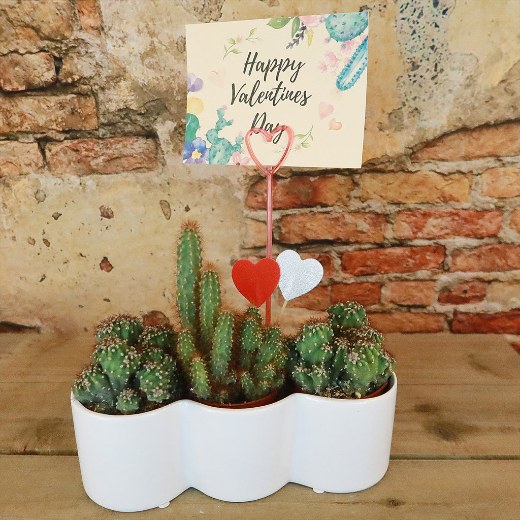 3 Cereus Plants in Triple Ceramic Planter