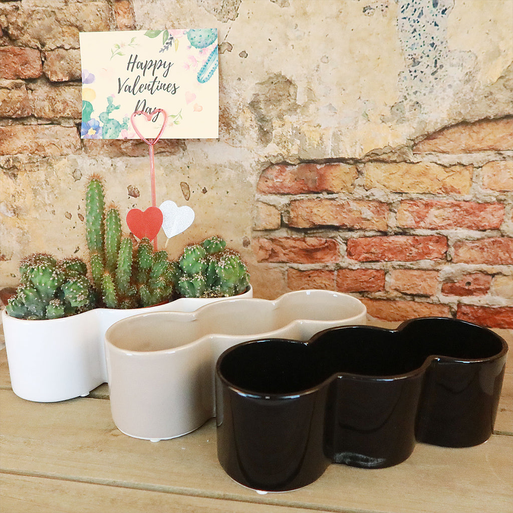 3 Cereus Plants in Triple Ceramic Planter