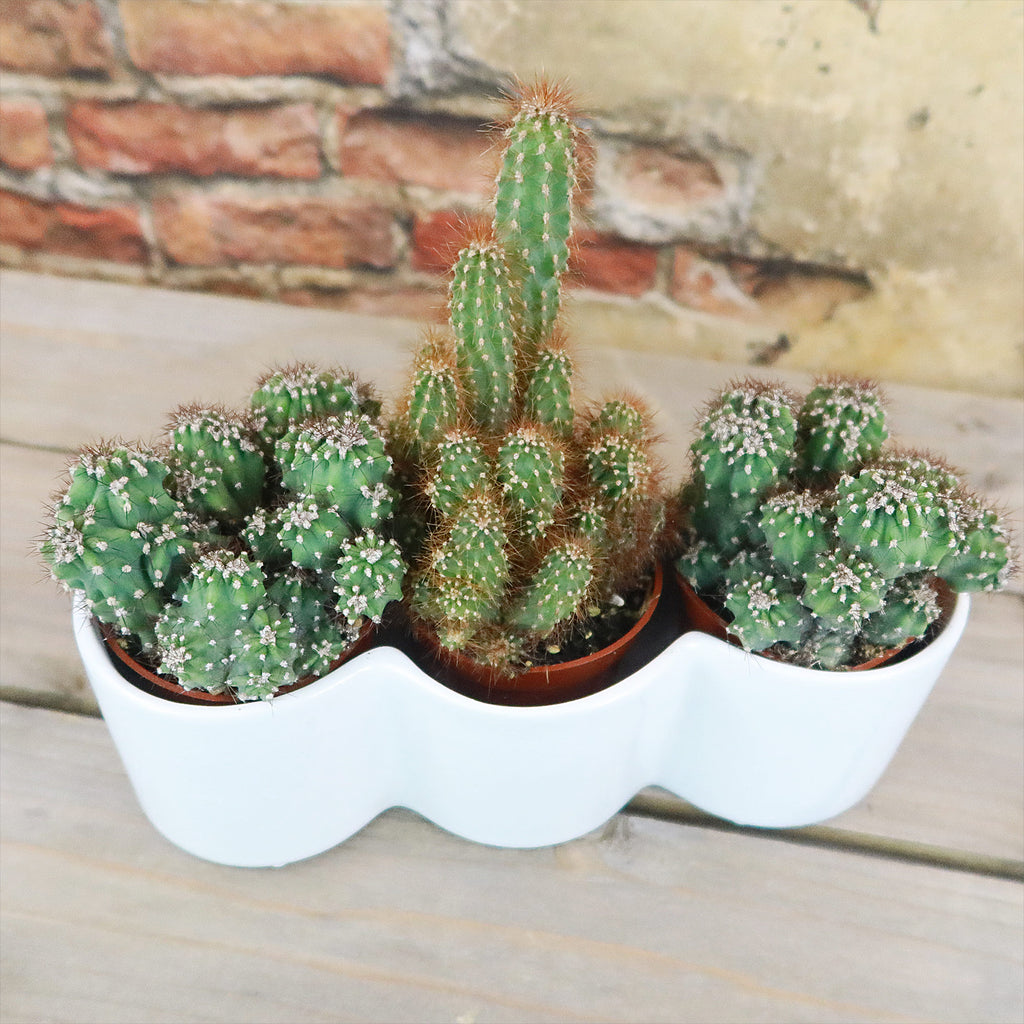 3 Cereus Plants in Triple Ceramic Planter